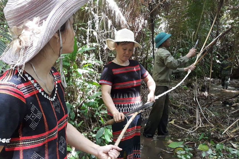Thừa Thiên Huế: Hiệu quả từ chính sách chi trả dịch vụ môi trường rừng